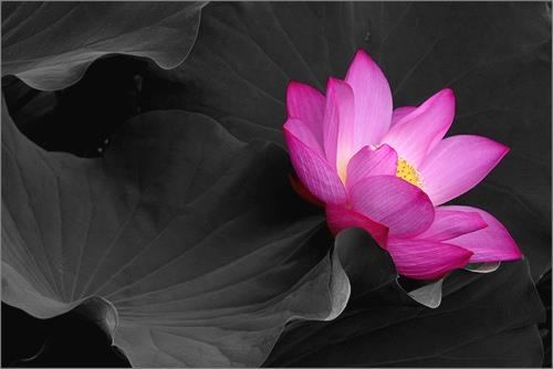 the Lotus Grows from Muddy Waters ~ the Rubber Meets the&nbsp;Road