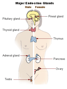 Illu_endocrine_system_New